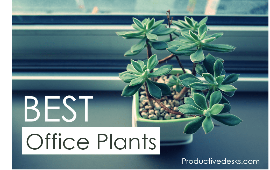 best office plants for desk